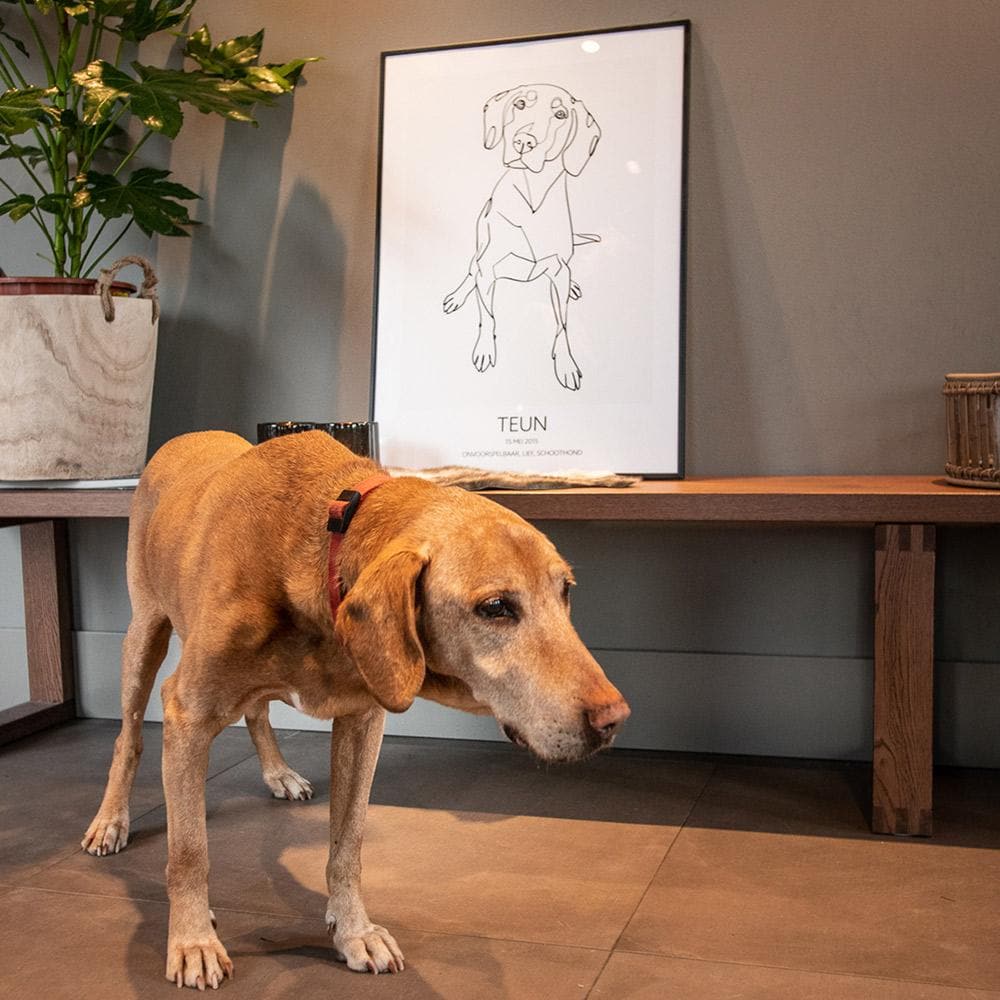 Create Your Own Pet Frame - Abstract - Framed – My Pet Frame UK